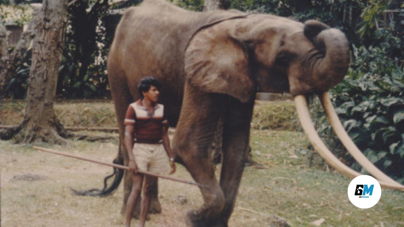 Der Elefantenbulle Ahmed